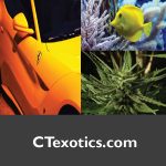 CTexotics.com
